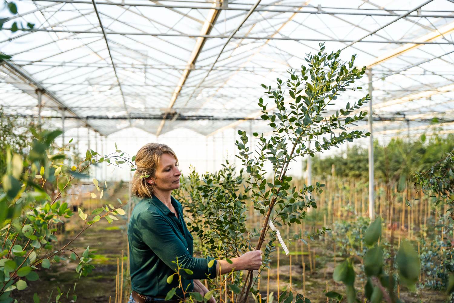 Westside Eucalyptusfarm